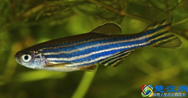 新手必养的斑马鱼