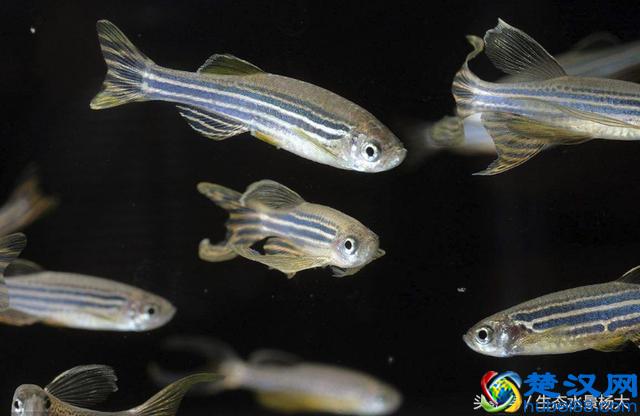 新手必养的斑马鱼