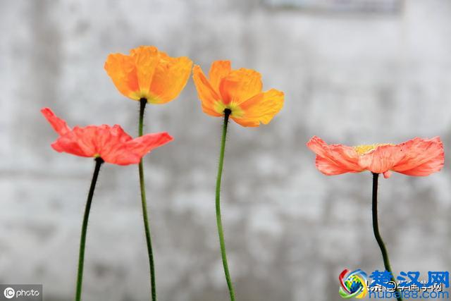 十大经典词牌名，原来她们都有自己的故事