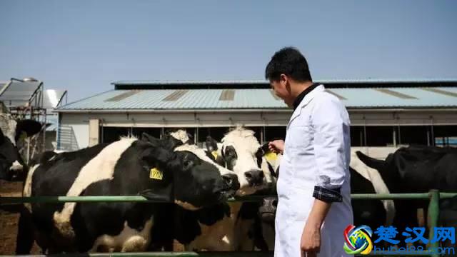 你吃过1元1只的意大利纯手工冰淇淋吗？