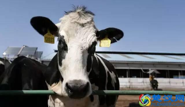 你吃过1元1只的意大利纯手工冰淇淋吗？