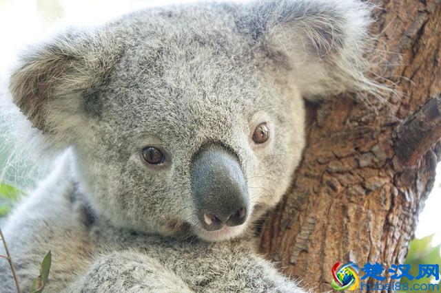 觉得考拉萌萌哒？这里有关于考拉的五大重口味事实！