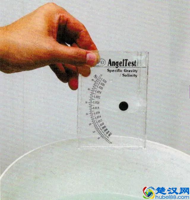 海水专栏 ｜ 手把手教您饲养小丑鱼！