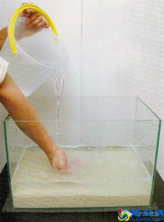 海水专栏 ｜ 手把手教您饲养小丑鱼！