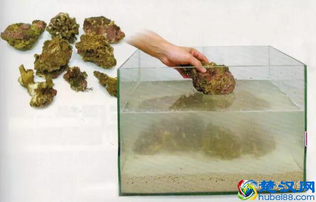 海水专栏 ｜ 手把手教您饲养小丑鱼！