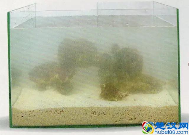 海水专栏 ｜ 手把手教您饲养小丑鱼！