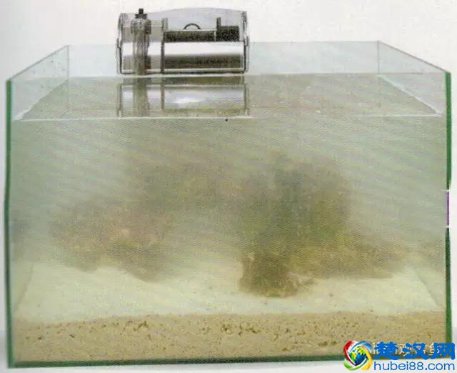 海水专栏 ｜ 手把手教您饲养小丑鱼！