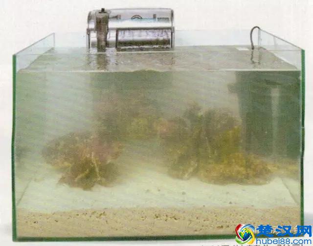 海水专栏 ｜ 手把手教您饲养小丑鱼！