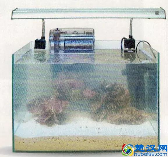 海水专栏 ｜ 手把手教您饲养小丑鱼！