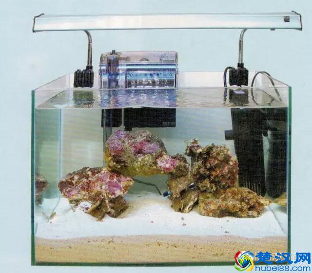 海水专栏 ｜ 手把手教您饲养小丑鱼！