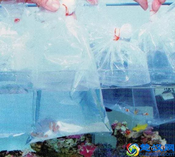 海水专栏 ｜ 手把手教您饲养小丑鱼！