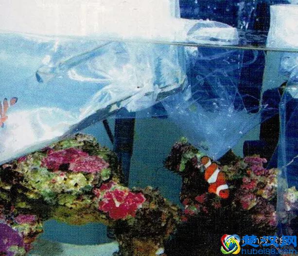 海水专栏 ｜ 手把手教您饲养小丑鱼！