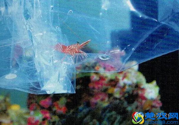 海水专栏 ｜ 手把手教您饲养小丑鱼！