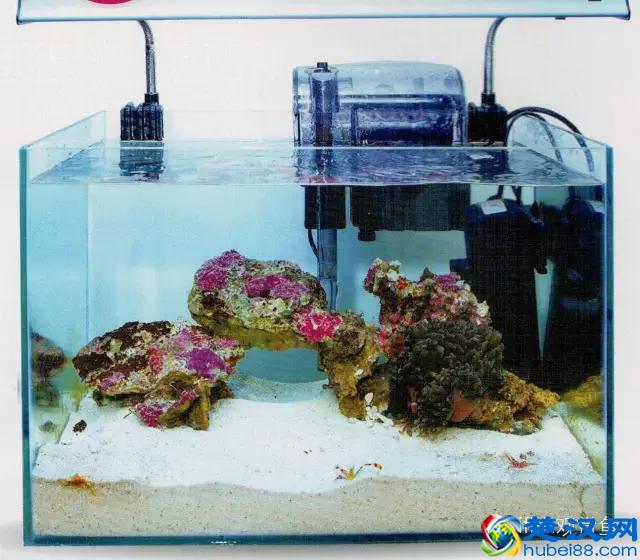 海水专栏 ｜ 手把手教您饲养小丑鱼！