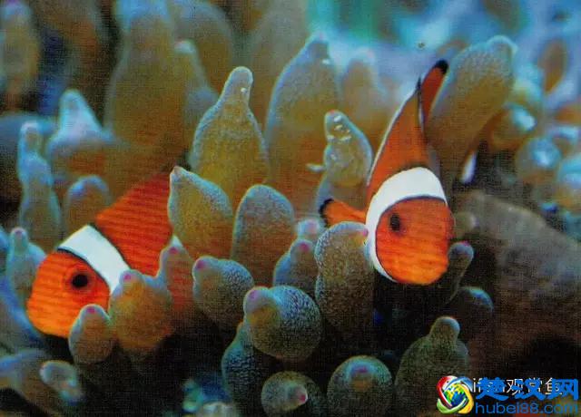 海水专栏 ｜ 手把手教您饲养小丑鱼！