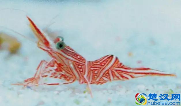 海水专栏 ｜ 手把手教您饲养小丑鱼！