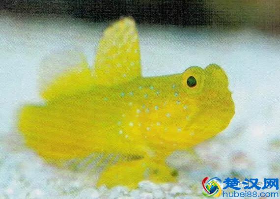 海水专栏 ｜ 手把手教您饲养小丑鱼！