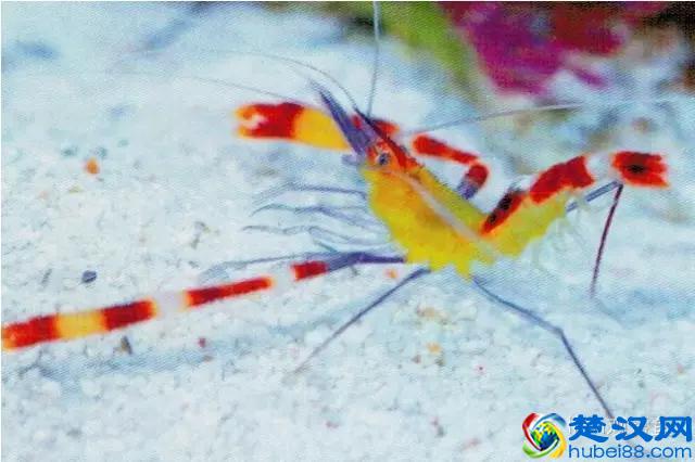 海水专栏 ｜ 手把手教您饲养小丑鱼！