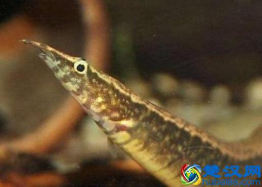 在农村“养殖什么可以致富”？这几种或许可以是你的选择