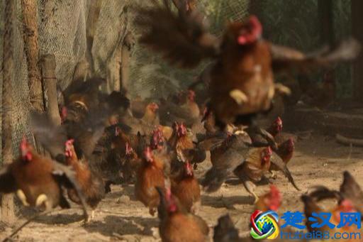 在农村“养殖什么可以致富”？这几种或许可以是你的选择