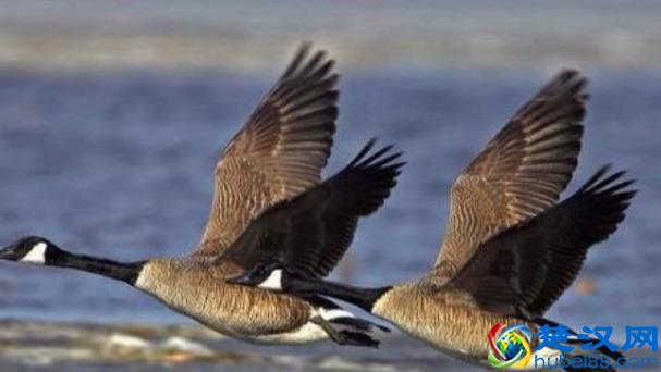 在农村“养殖什么可以致富”？这几种或许可以是你的选择