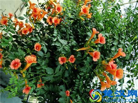 这“8种”花，都是8月份开，鲜艳又大方，现在养也不晚