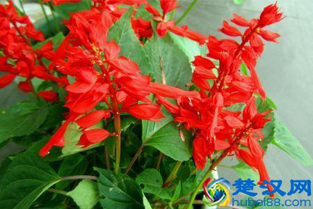 这“8种”花，都是8月份开，鲜艳又大方，现在养也不晚