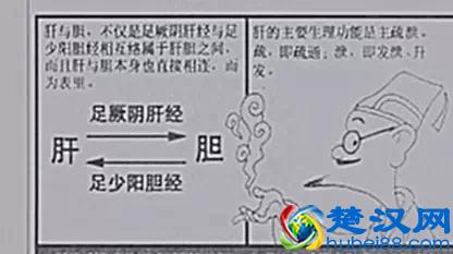 跟我学中医 | 肝胆相照，密不可分