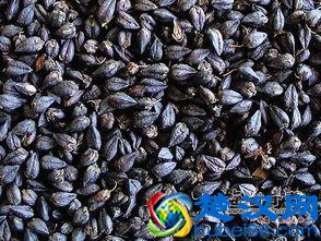 五谷杂粮都有哪些？五谷杂粮养生食谱都有什么？