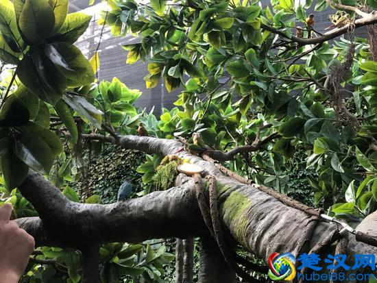 蝶舞生活 倾城绽放 杭州首个蝴蝶公园在西溪欢乐城盛大开园