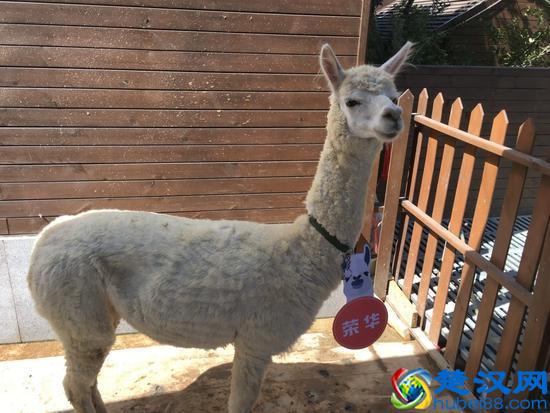 蝶舞生活 倾城绽放 杭州首个蝴蝶公园在西溪欢乐城盛大开园