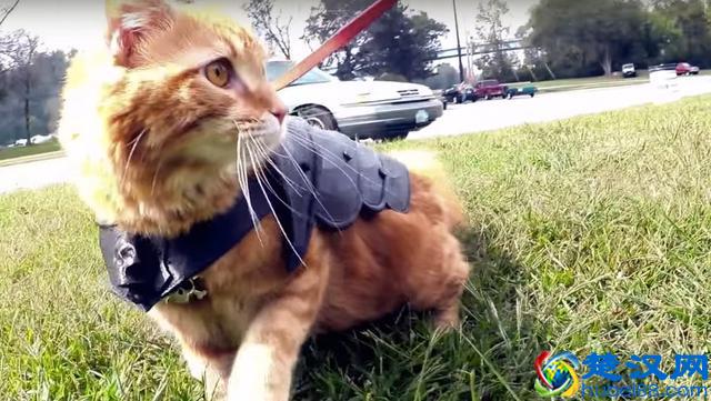 铲屎官们，这7款智能宠物用品还不快给主子们送去