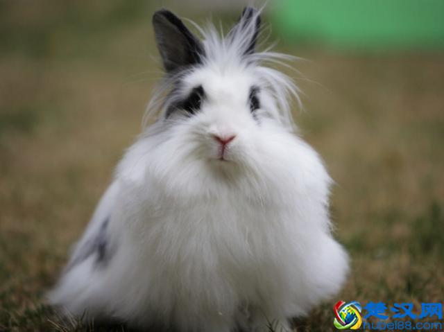 好看又好养的5种宠物兔，超适合新手饲养,哪一只是你的菜？