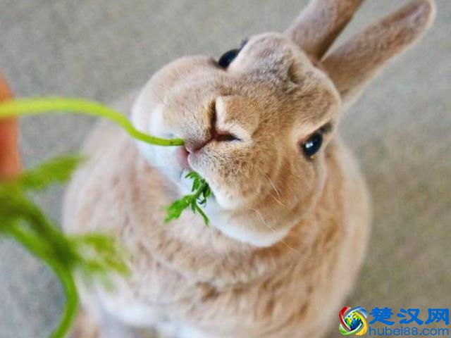 好看又好养的5种宠物兔，超适合新手饲养,哪一只是你的菜？