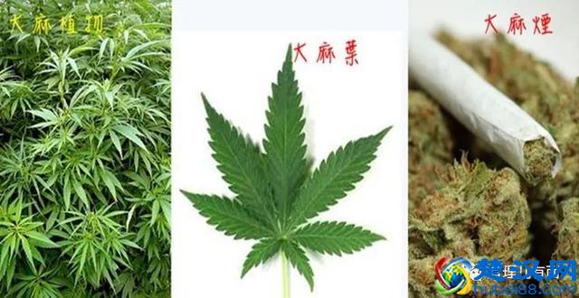 凉凉！黎智英今晨被拘捕，“棋子”恐变“弃子”