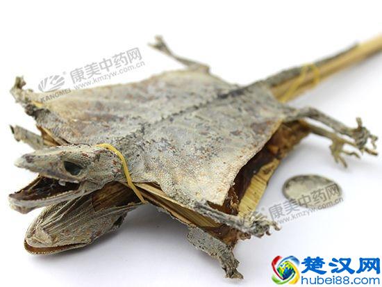 蛤蚧一直是价格不菲的药材，假劣品不得不防