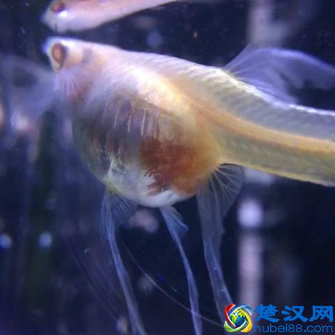 孔雀鱼的繁殖要点一定是顺其自然，但是细节很重要！