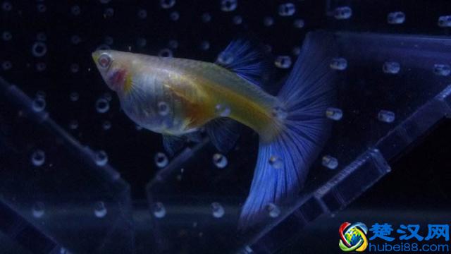 孔雀鱼的繁殖要点一定是顺其自然，但是细节很重要！