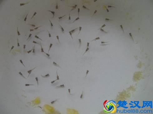 孔雀鱼的繁殖要点一定是顺其自然，但是细节很重要！