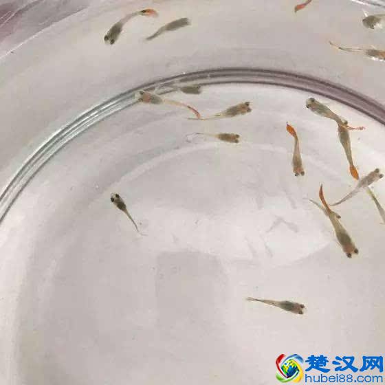 孔雀鱼的繁殖要点一定是顺其自然，但是细节很重要！