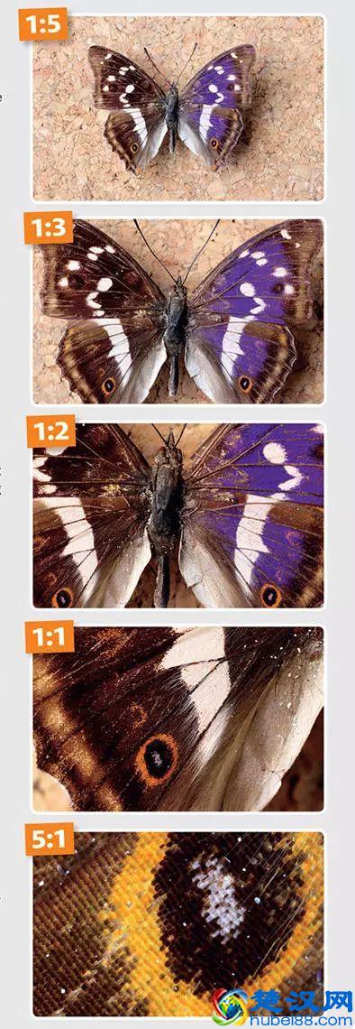 为什么要买一支微距镜头？除了拍微距还能拍什么？