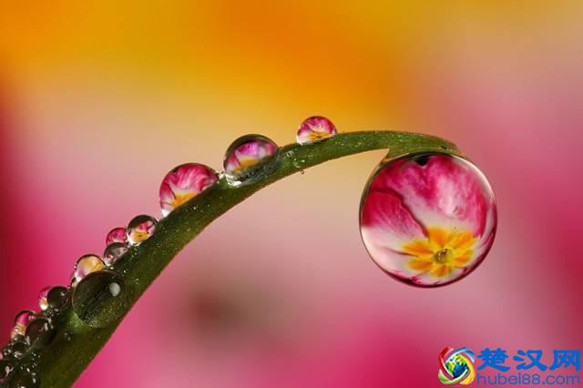 为什么要买一支微距镜头？除了拍微距还能拍什么？