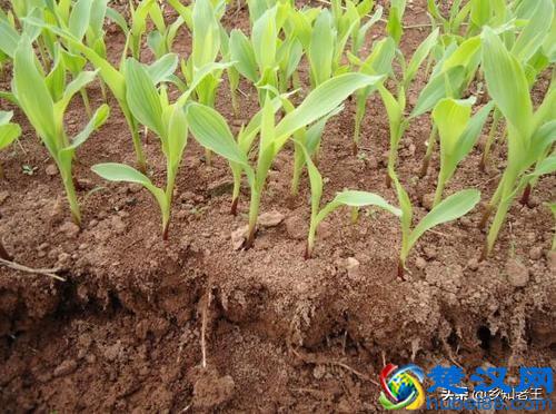 同样是氮肥，使用硝态氮肥、铵态氮肥、尿素却各有讲究