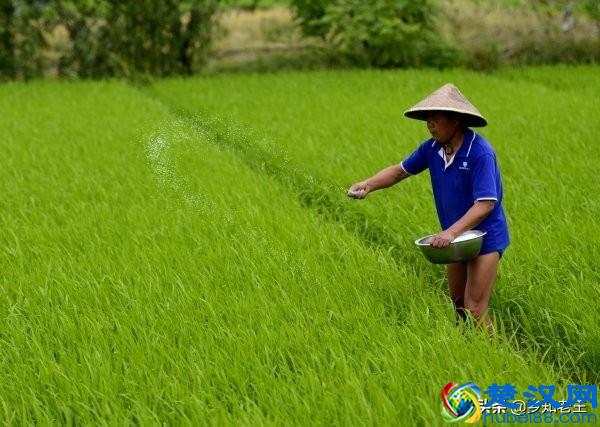 同样是氮肥，使用硝态氮肥、铵态氮肥、尿素却各有讲究