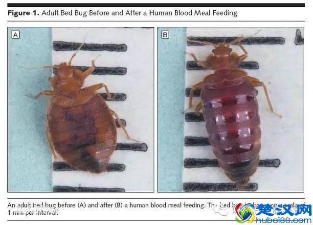 被臭虫叮咬是一种什么样的感受，广大网友告诉你事实真相