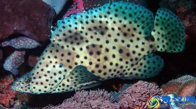 我长得这么丑，你认识我吗？常见石斑鱼图谱