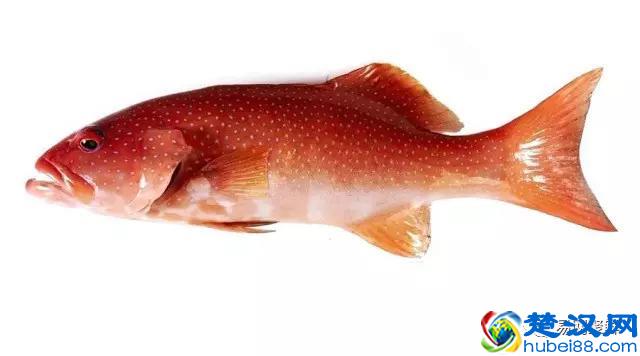 我长得这么丑，你认识我吗？常见石斑鱼图谱