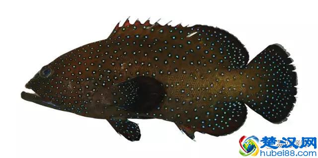 我长得这么丑，你认识我吗？常见石斑鱼图谱