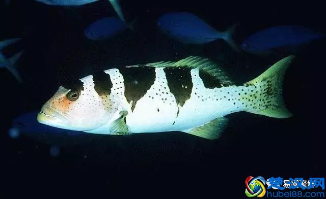 我长得这么丑，你认识我吗？常见石斑鱼图谱