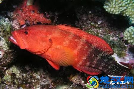 我长得这么丑，你认识我吗？常见石斑鱼图谱